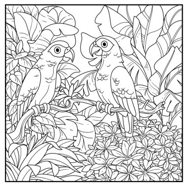 Wild jungle with two parakeets red-tailed Jaco perched on branch black contour line drawing for coloring on a white background clipart