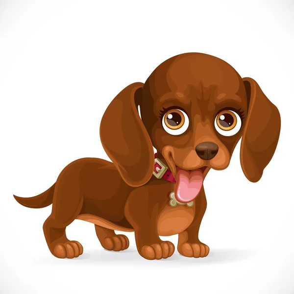 Little Cute Brown Dachshund Puppy Isolated White Background — Stock Vector