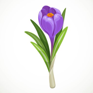 Güzel mor vektör crocus yarım açık tomurcuk beyaz zemin üzerinde izole