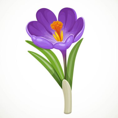 Güzel mor vektör krokusu beyaz arkaplanda ayrı ayrı izole edilmiş.