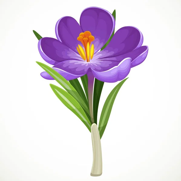 Krásné Fialové Krokus Květiny Izolované Bílém Pozadí — Stockový vektor