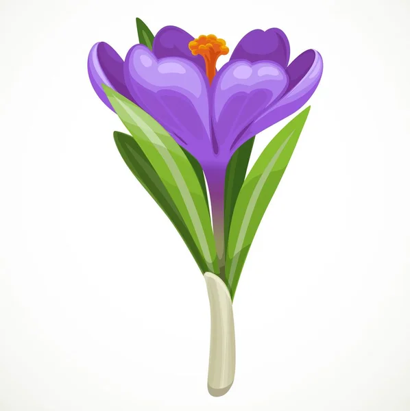 Krásné Fialové Vektorové Krokus Kvetoucí Izolované Bílém Pozadí — Stockový vektor