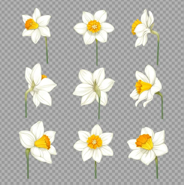 Daffodils White Yellow Centers Separate Flowers Imitation Transparent Background — Stock Vector