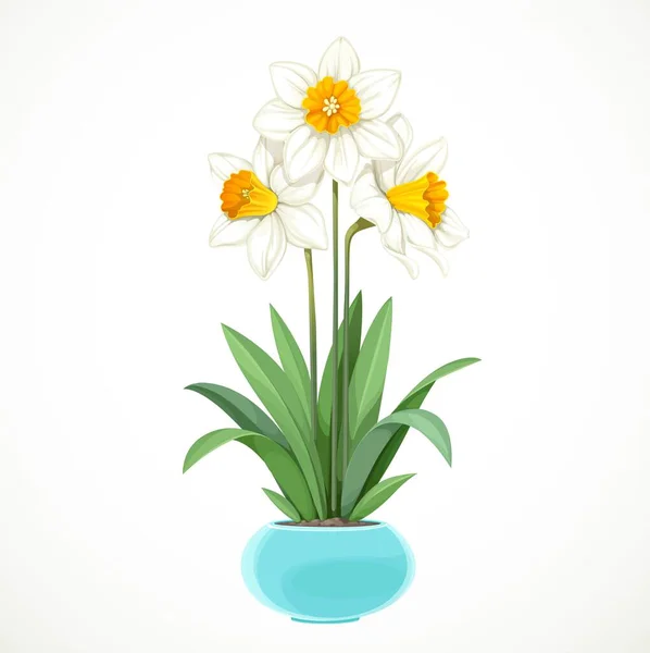 Witte Narcissen Met Gele Centra Groeien Een Turquoise Pot Geïsoleerd — Stockvector