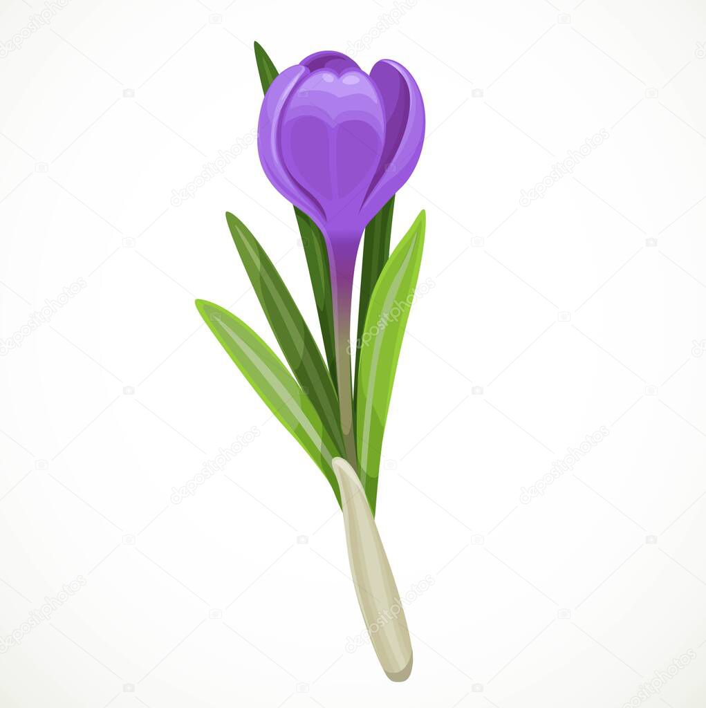 Beautiful purple vector crocus bud isolated on a white background