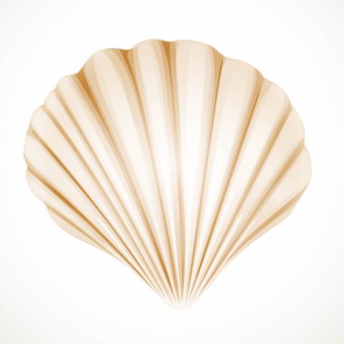 Beyaz arka planda izole edilmiş gerçekçi bej gable deniz kabuğu