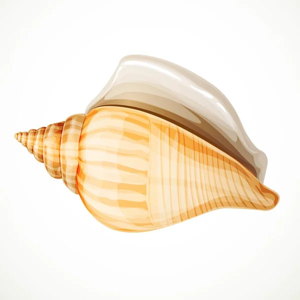 Realistic Seashell Isolated White Background — Stock Vector