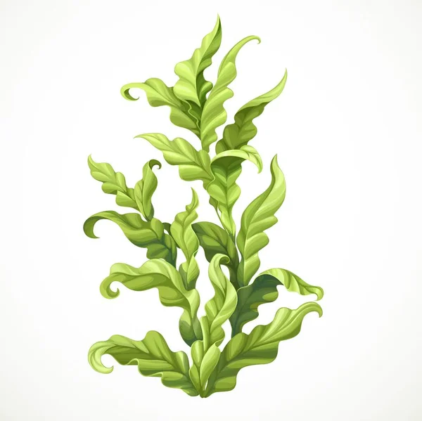 Groene Algen Mariene Object Geïsoleerd Witte Achtergrond — Stockvector