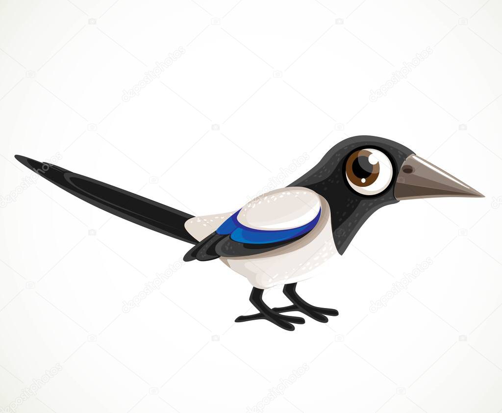 Cute cartoon black and white magpie isolated on a white background