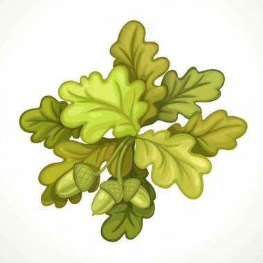 Meşe dalı nesnesi beyaz arkaplanda izole edildi