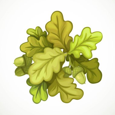 Meşe ağacı dalının beyaz arkaplanda izole edilmiş meşe palamudu nesnesi