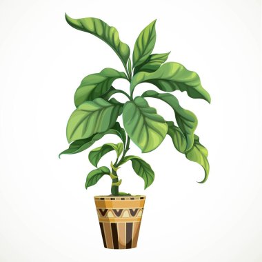 Dekoratif tropikal ağaç fitili ya da diphenbafium beyaz arka planda izole edilmiş büyük bir tencerede.