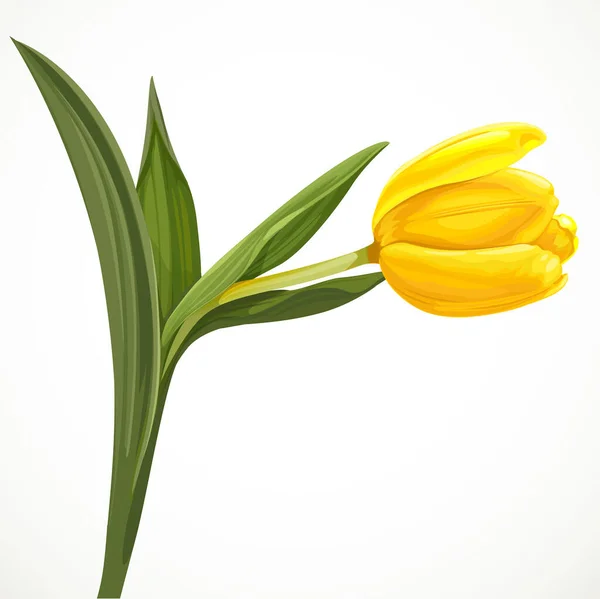 Tulipán Amarillo Sobre Fondo Blanco — Vector de stock