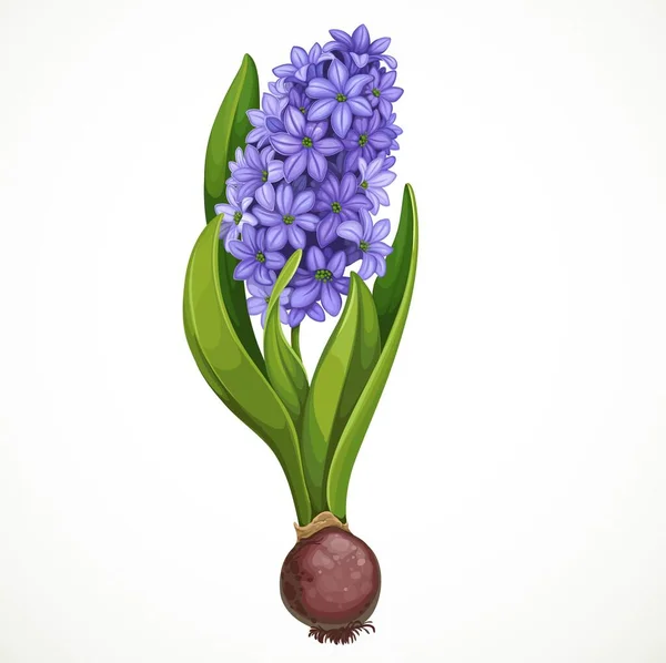 Blue Hyacinth Grows Bulb Isolated White Background Spring Flower — Stock Vector