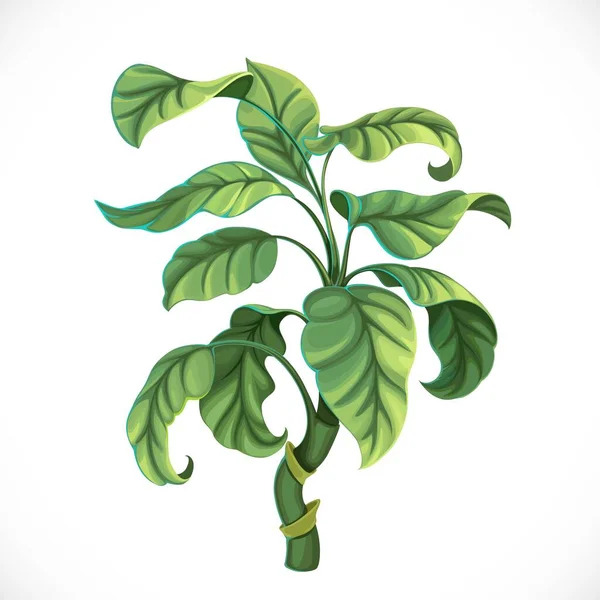 Dekoratív Trópusi Ficus Izolált Fehér Alapon — Stock Vector