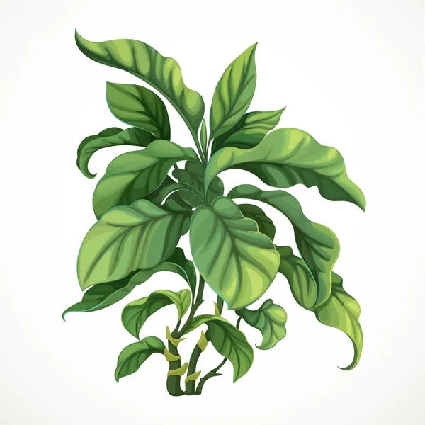 Dekoratív Trópusi Ficus Vagy Difenbafium Izolált Fehér Alapon — Stock Vector