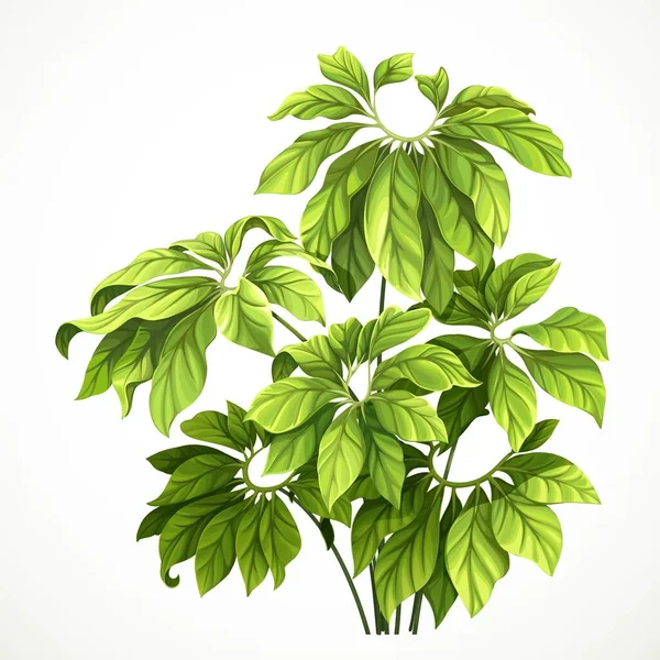 Planta Tropical Con Hojas Grandes Objeto Aislado Sobre Fondo Blanco — Vector de stock