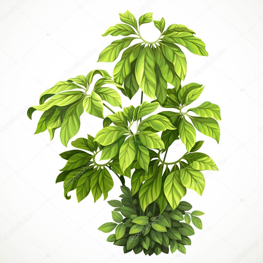 Tropical plant with large leaves braided with green foliage in undergrowth object isolated on white background