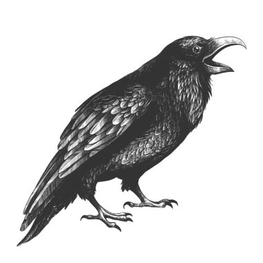 Black ominous crows painted on a white background clipart