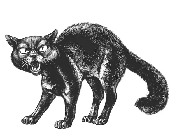 白底黑猫的攻击性 — 图库照片