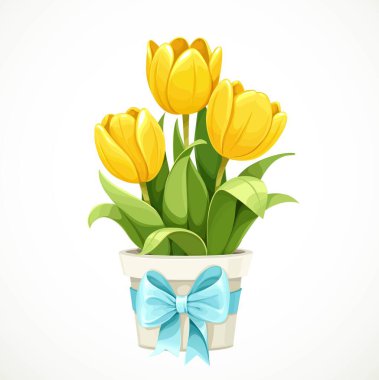 Beyaz tencerede büyüyen sarı lale çiçekleri ve beyaz arka planda izole edilmiş mavi bir yay.