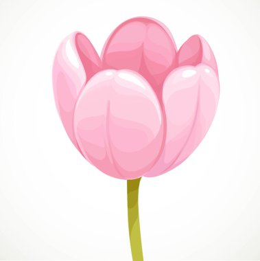 Pembe lale çiçeği beyaz arkaplanda izole edilmiş.