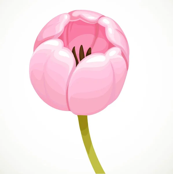 Flor Tulipa Rosa Botão Isolado Fundo Branco — Vetor de Stock
