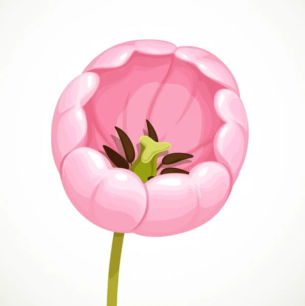 Blüht Herrlich Rosa Tulpe Blume Isoliert Auf Weißem Hintergrund — Stockvektor