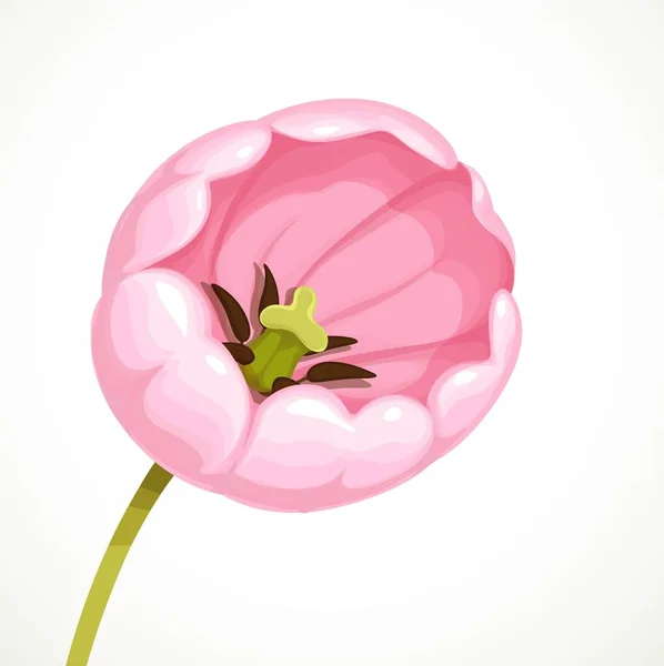 Vackra Blommor Rosa Tulpan Blomma Isolerad Vit Bakgrund — Stock vektor