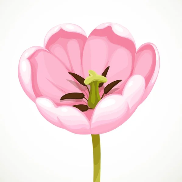 Blossoms Big Pink Tulip Flower Isolated White Background — Stock Vector