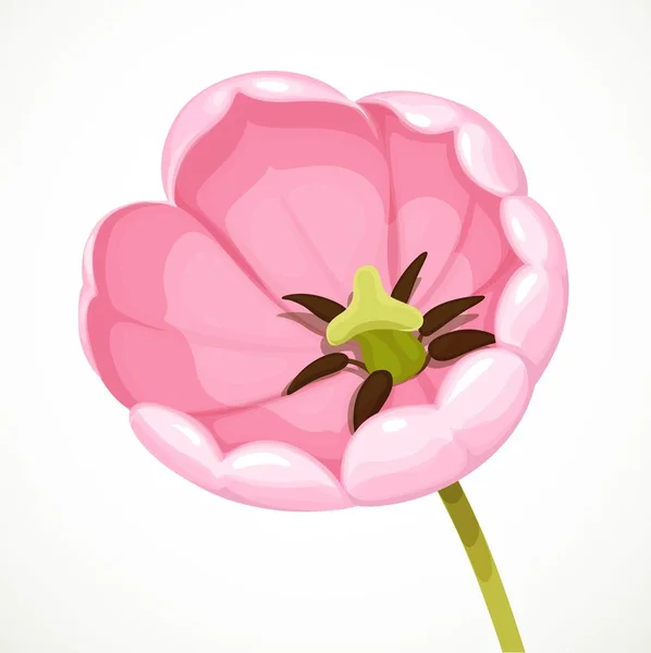 Flores Magníficas Flor Grande Tulipán Rosa Aislado Sobre Fondo Blanco — Archivo Imágenes Vectoriales