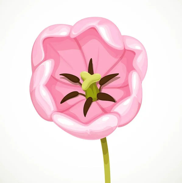 Flores Magníficas Vista Superior Rosa Tulipa Flor Isolada Fundo Branco — Vetor de Stock