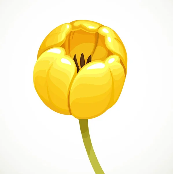 Flor Amarela Tulipa Semi Aberta Isolada Sobre Fundo Branco — Vetor de Stock