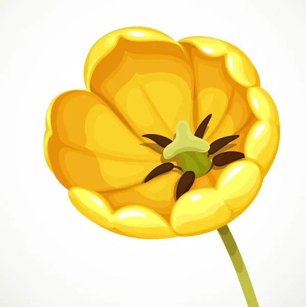 Flor Tulipa Amarela Mais Aberto Possível Ficando Vista Superior Isolada — Vetor de Stock