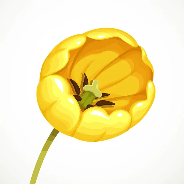 Amarelo Bela Flor Tulipa Seu Auge Isolado Fundo Branco — Vetor de Stock