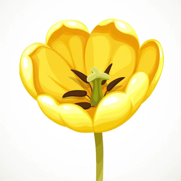 Gelbe Tulpenblüte Offen Wie Möglich Auf Weißem Hintergrund Isoliert — Stockvektor