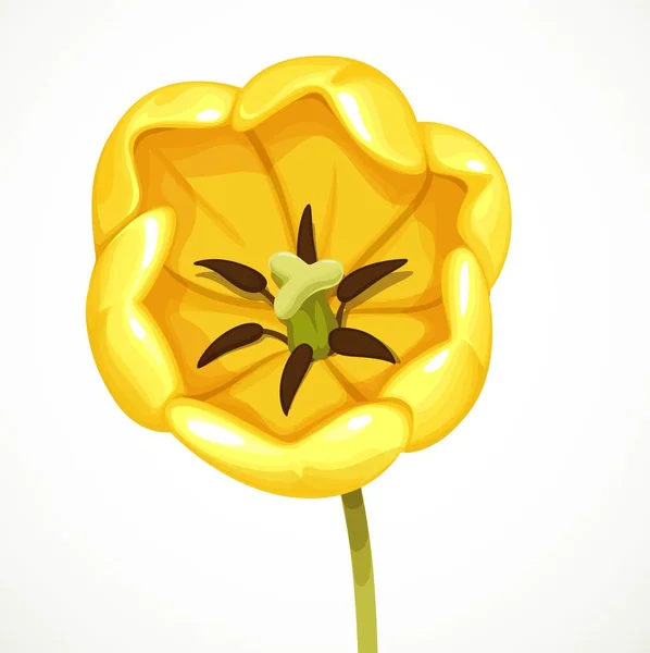 Flor Tulipa Amarela Como Vista Superior Aberta Ficando Isolado Fundo — Vetor de Stock