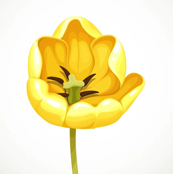 Amarelo Tulipa Flor Aberta Ficando Isolado Fundo Branco — Vetor de Stock