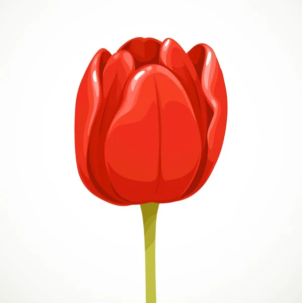 Vacker Röd Tulpan Blomma Halv Öppen Profil Isolerad Vit Bakgrund — Stock vektor