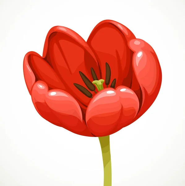 Vacker Röd Tulpan Blomma Isolerad Vit Bakgrund — Stock vektor