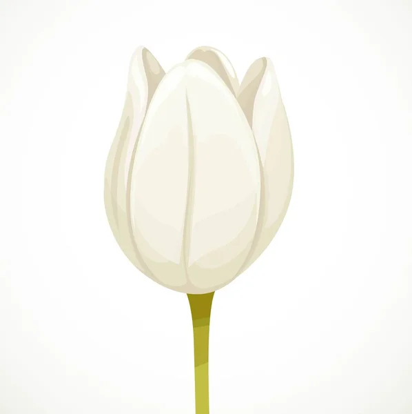 Branco Bonito Tulipa Flor Meio Aberto Bud Perfil Vista Isolada — Vetor de Stock