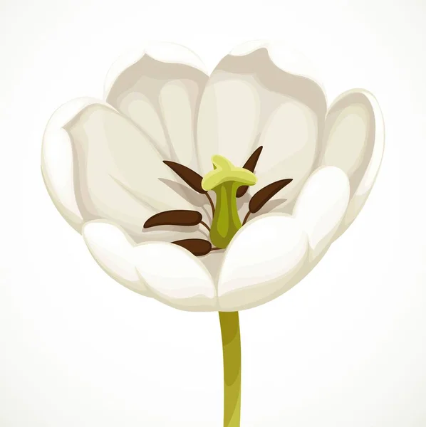 Weiße Tulpenblüte Offen Wie Möglich Auf Weißem Hintergrund Isoliert — Stockvektor
