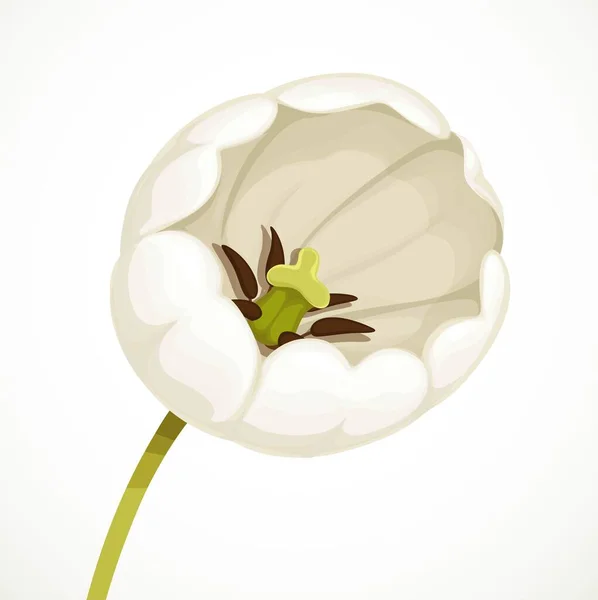 Weiße Schöne Tulpenblume Ihrer Blütezeit Isoliert Auf Weißem Hintergrund — Stockvektor