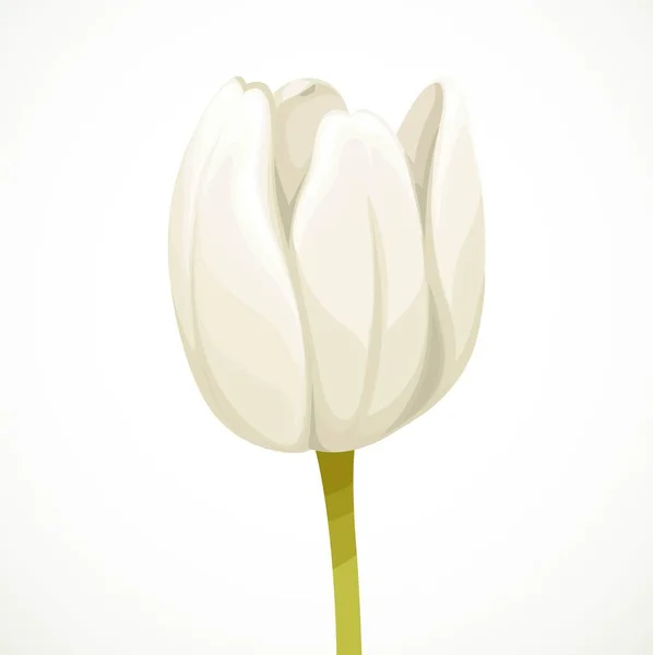 Branco Tulipa Flor Semi Aberto Bud Perfil Vista Isolada Fundo — Vetor de Stock