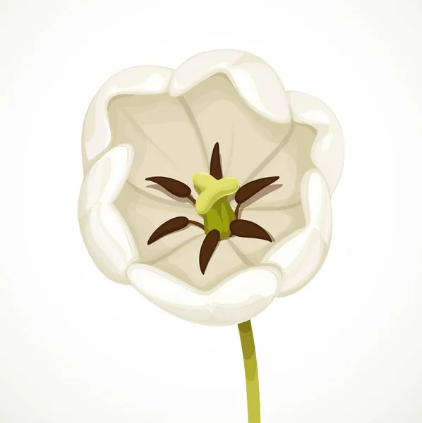 Weiße Tulpenblüte Als Offene Draufsicht Auf Weißem Hintergrund — Stockvektor