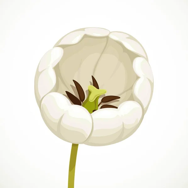 Flor Tulipa Branca Seu Auge Isolado Fundo Branco — Vetor de Stock