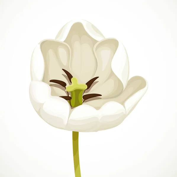 Branco Tulipa Flor Aberta Ficando Isolado Fundo Branco — Vetor de Stock