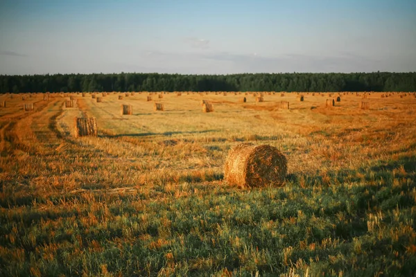 Bale Hay Sun Fields — Stock Photo, Image