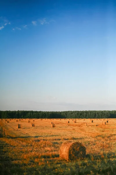 干し草と太陽のフィールドのベール — ストック写真