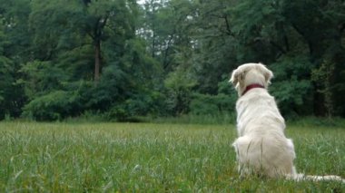 4 k yavaş hareket. Köpek eğitim. Oynarken ya da oyuncak hayvan Doğa Park açık, açık için eğitim golden retriever köpek.